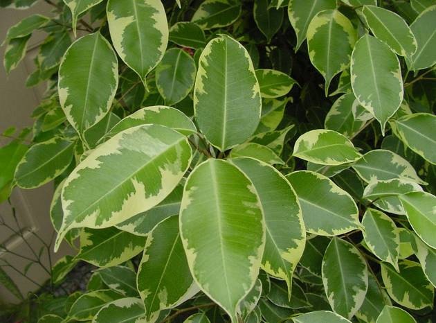 Enraiza el ficus benjamina en agua
