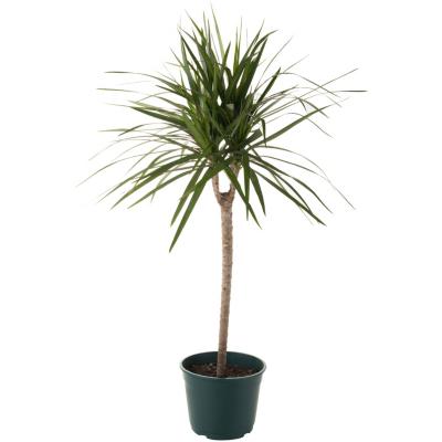 Dracena marginata invernadero