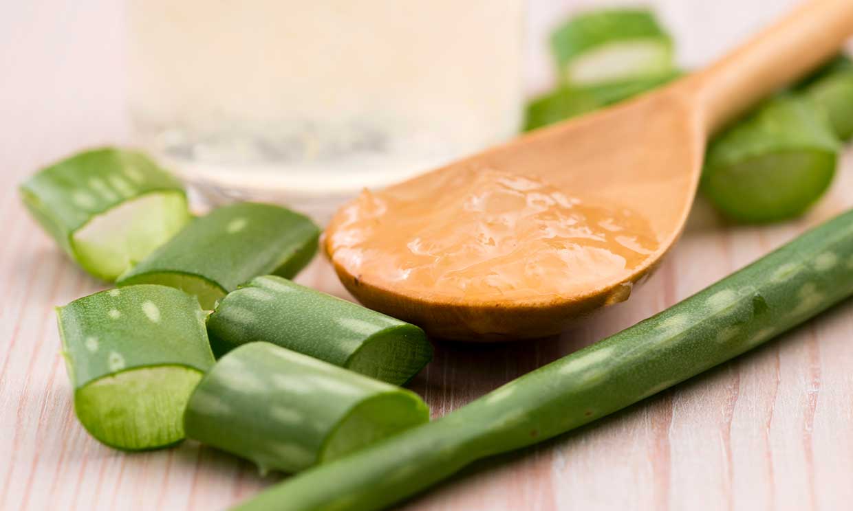 Como usar aloe vera para la ereccion