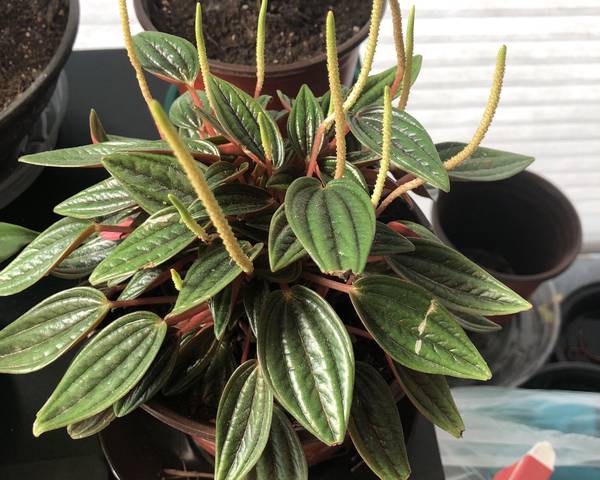 Cuidados de la peperomia rosso