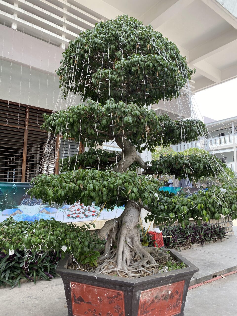 Bonsai ficus benjamina fotos