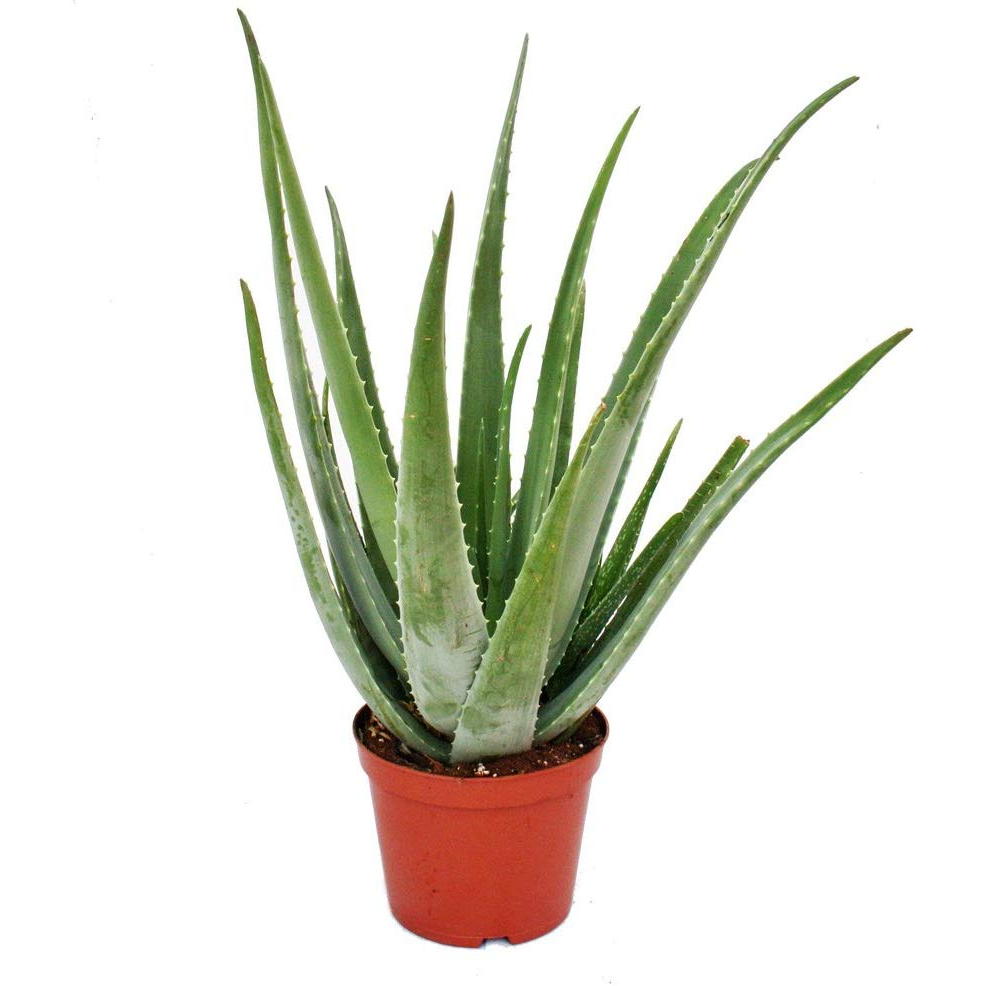 Cual es la mejor planta de aloe vera
