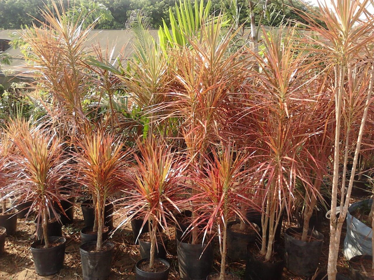 Plantas familia dracena
