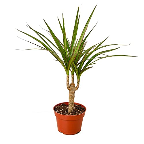 Planta dracena mix