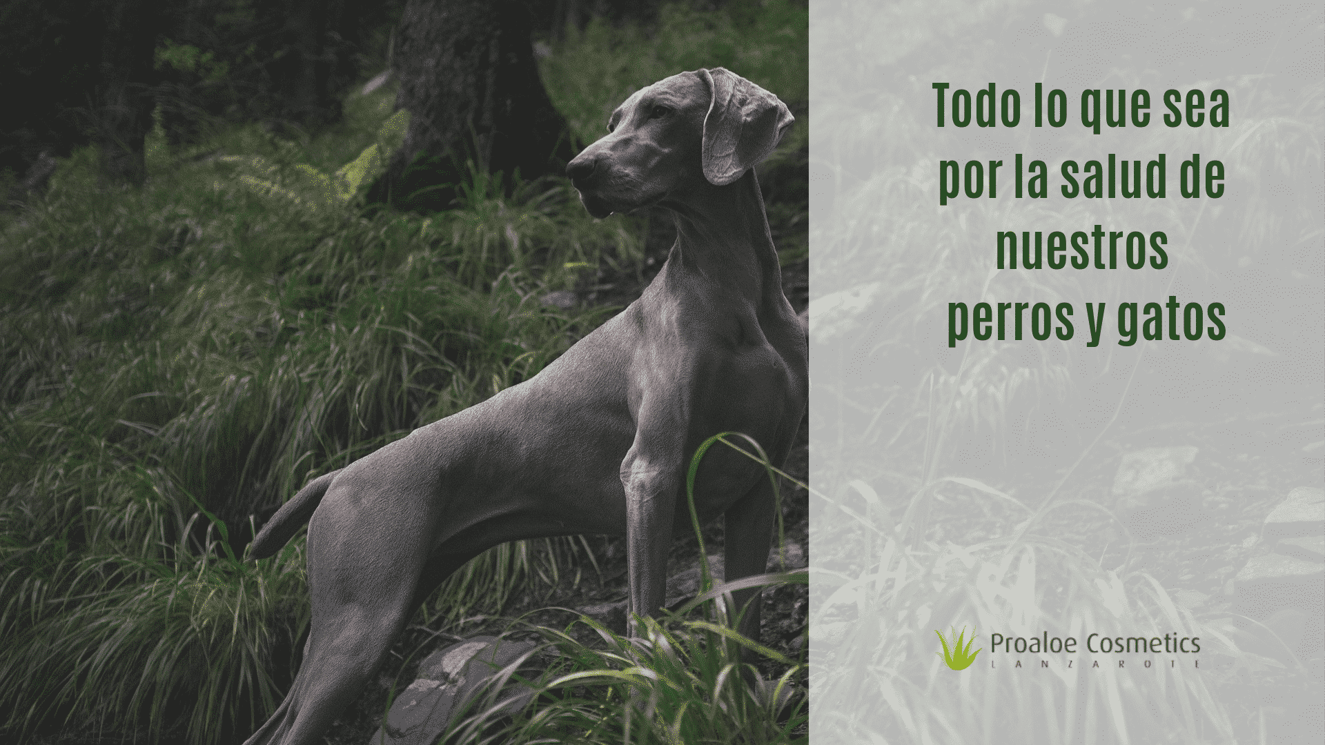 Aloe vera oral perros