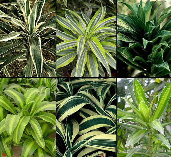 Reproduccion dracena por esquejes