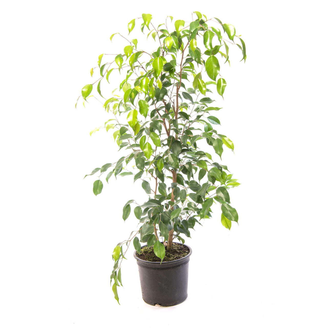 Ficus benjamina luz
