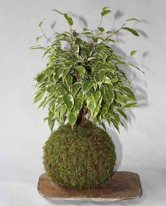 Ficus benjamina cuidados