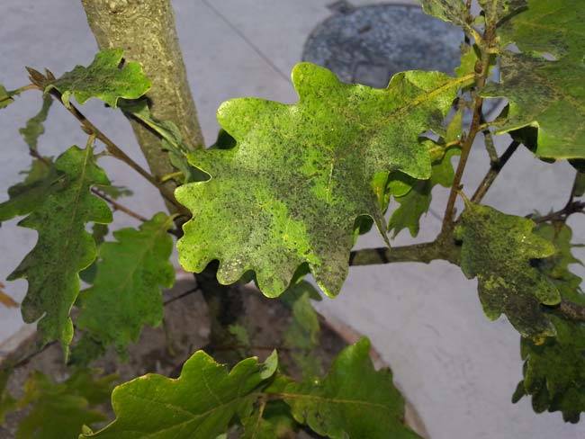 Como eliminar negrilla de ficus benjamina