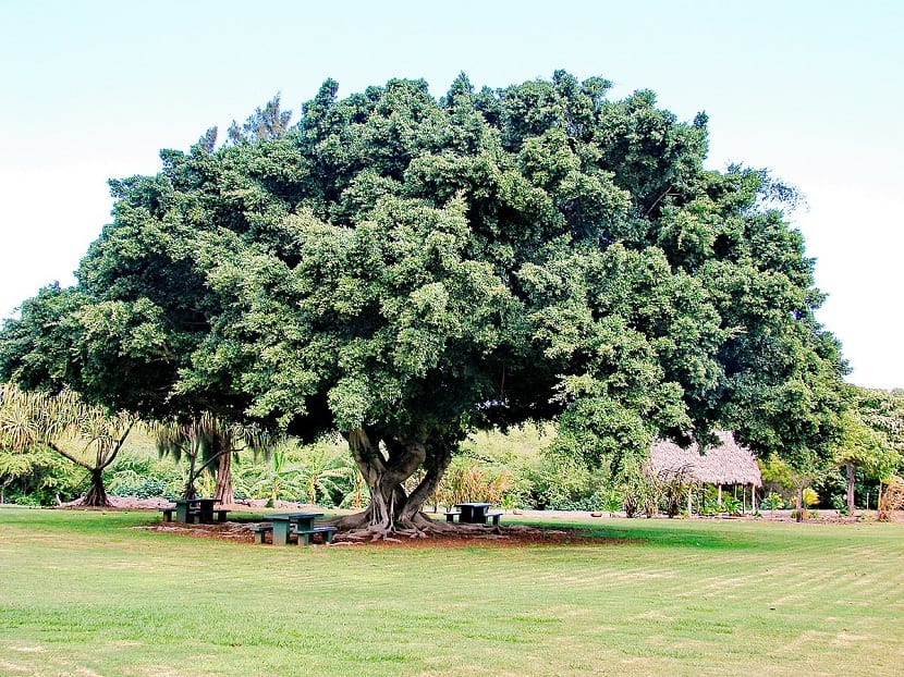 Cuando podar ficus benjamina