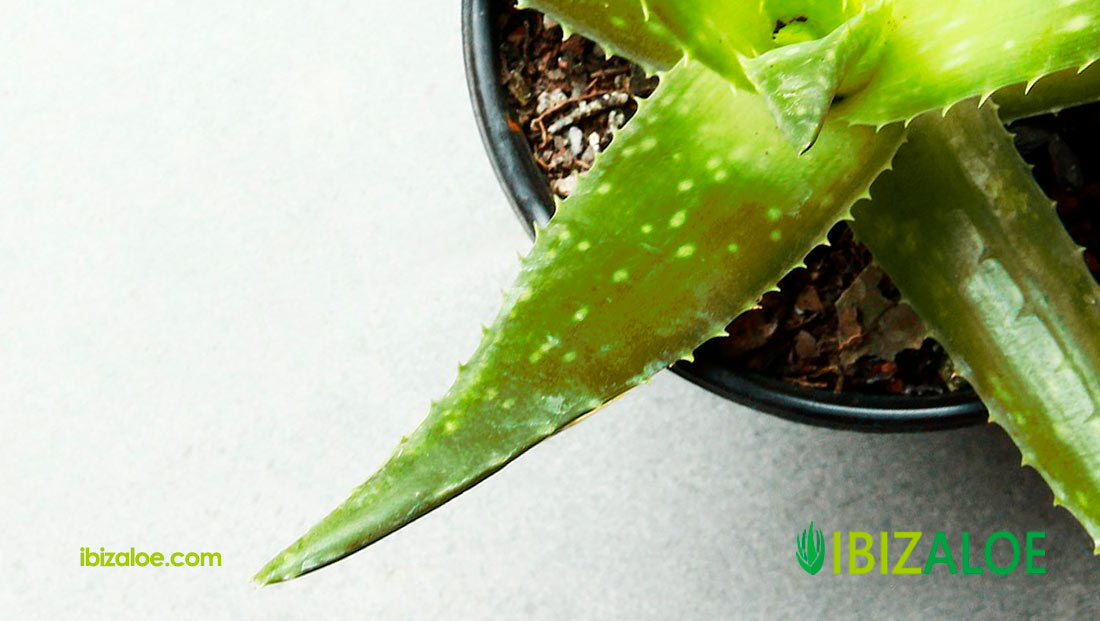 Aloe vera planta en la cara