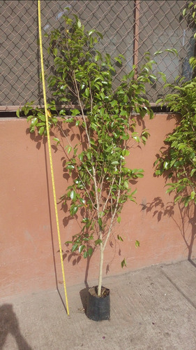 Ficus benjamina comprar vivero