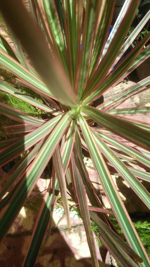 Dracena marginata rainbow