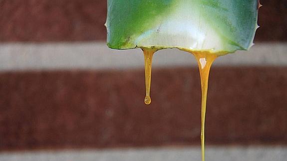 Mi aloe vera se esta poniendo marron