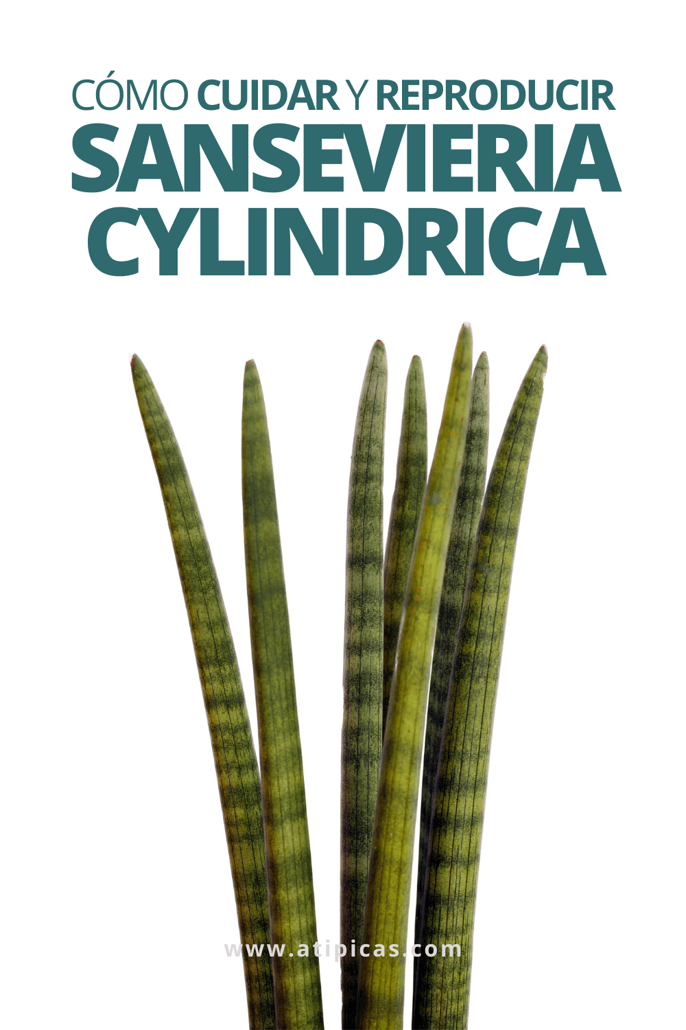 Cuidados y poda de la sanseviera