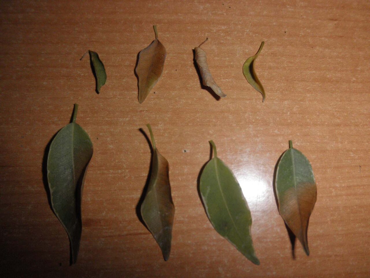 Ficus benjamina con hojas rayas marrones
