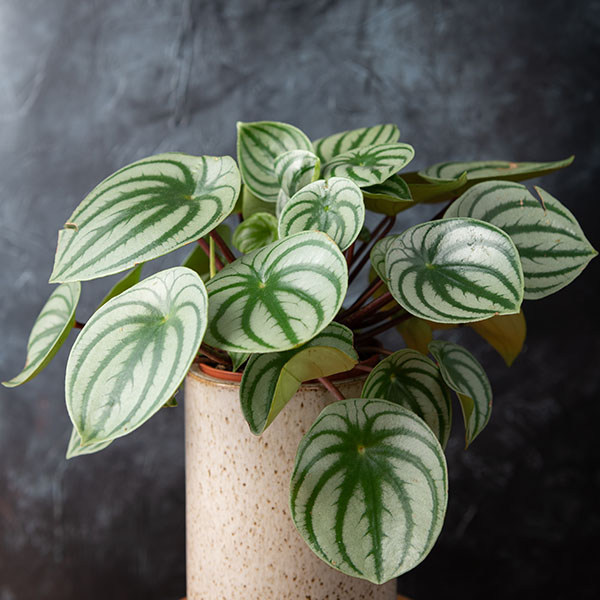 Peperomia cuidados com a planta