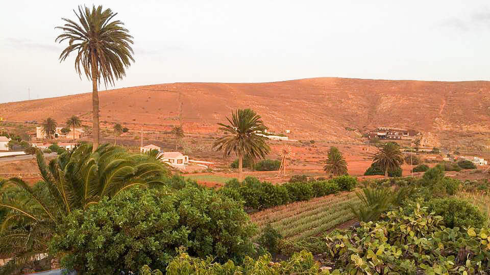 Aloe vera fuerteventura corralejo