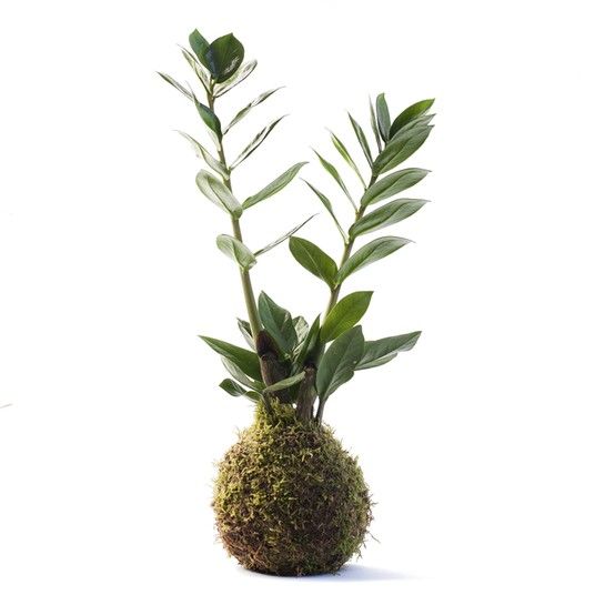 Planta zamioculca comprar