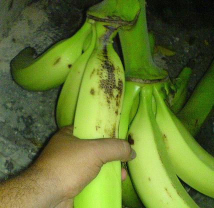 Siembra de yuca en republica dominicana