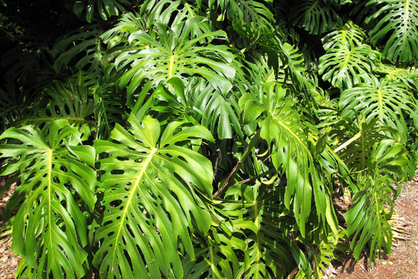 Enfermedades de la planta costilla de adan
