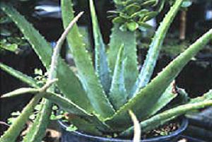 Planta aloe vera se pone marron