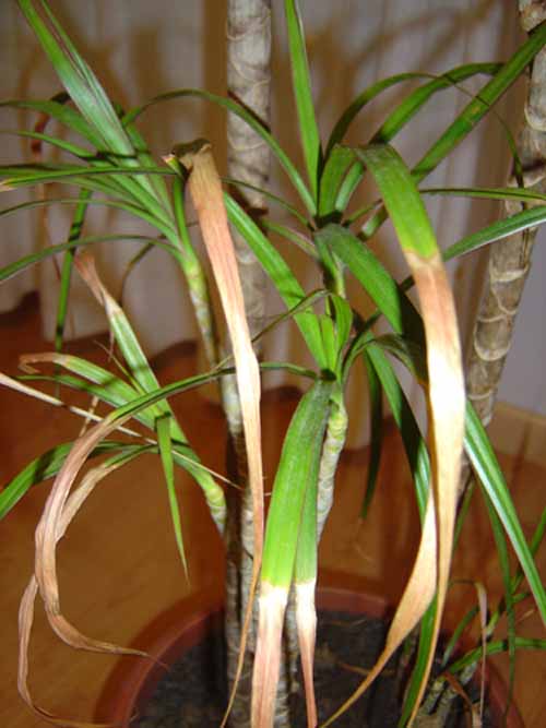 Recuperar dracena marginata con hojas lacias