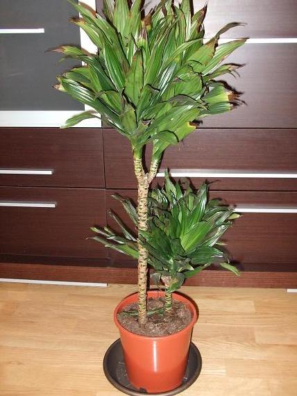 Dracena lemon puntas marrones