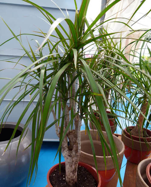 Como salvar dracena puntas para abajo