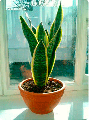 Esquejes de hoja de sanseviera