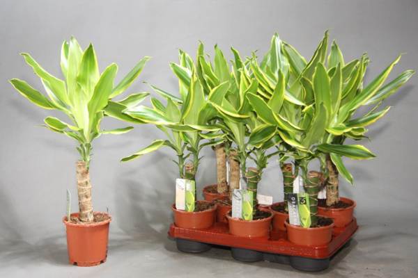 La dracena es venenosa