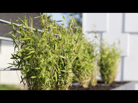 Planta sin tierra dracena bambu