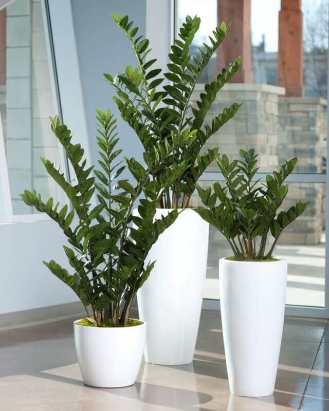 Planta zamioculca artificial