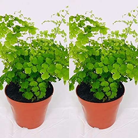 Adiantum fragans cuidados