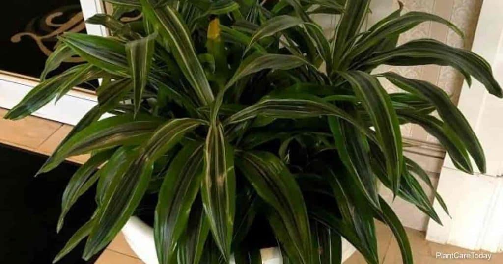 Dracena fragrans toxicite
