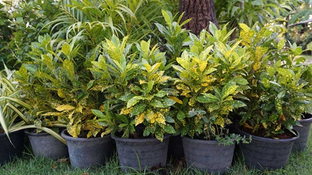 Croton altura maxima