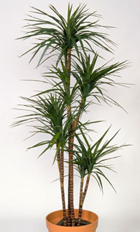 Palmera dracena cuidados