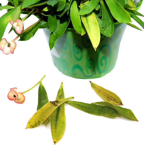 Planta dracena cuidados tiene las hojas caidas