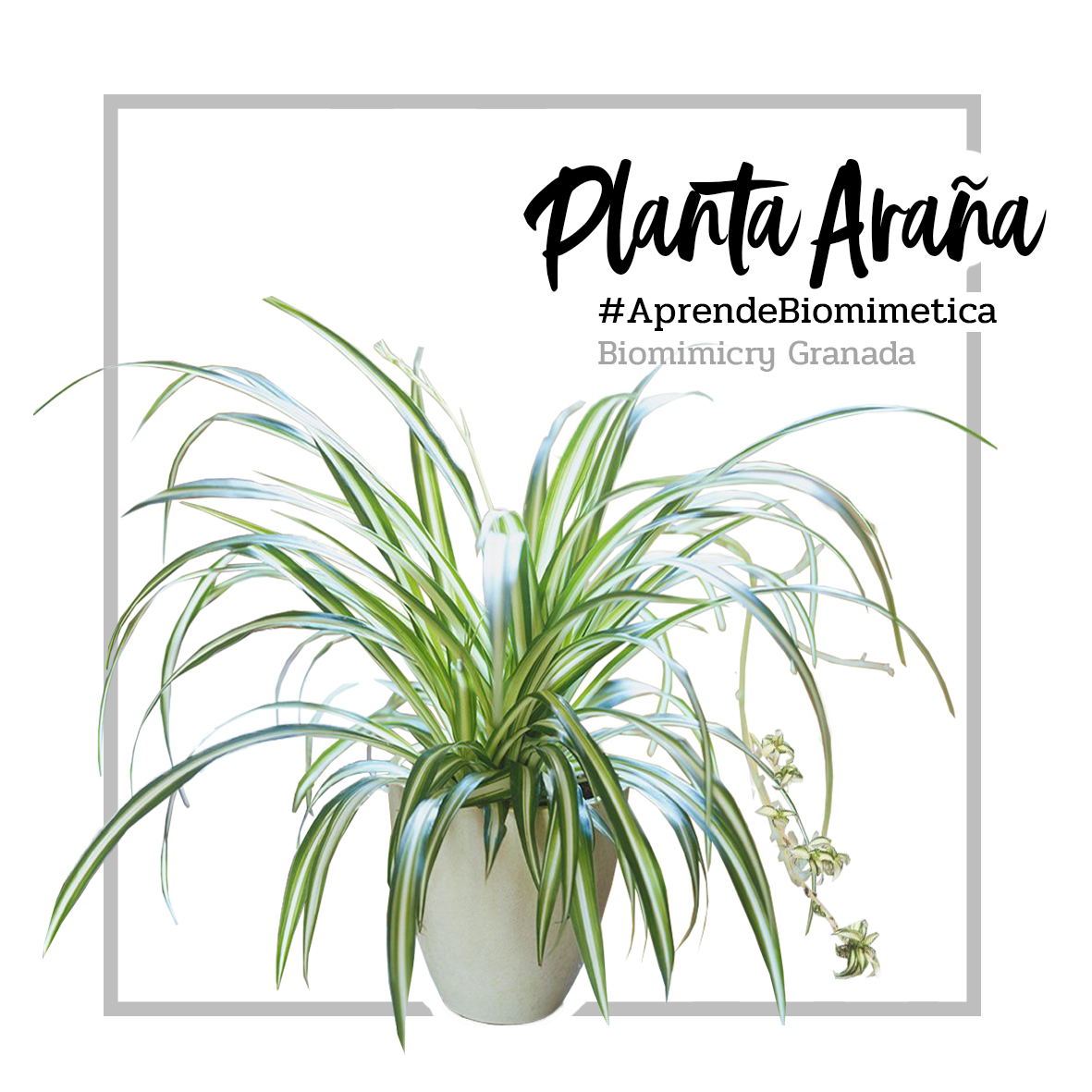 Aloe vera hojas delgadas