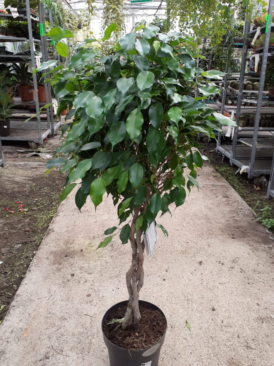 Ficus benjamina daniielle