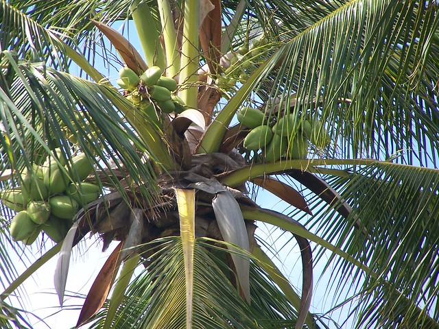 Cómo plantar un cocotero
