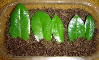Como cortar tronco podrido esquejes dracena