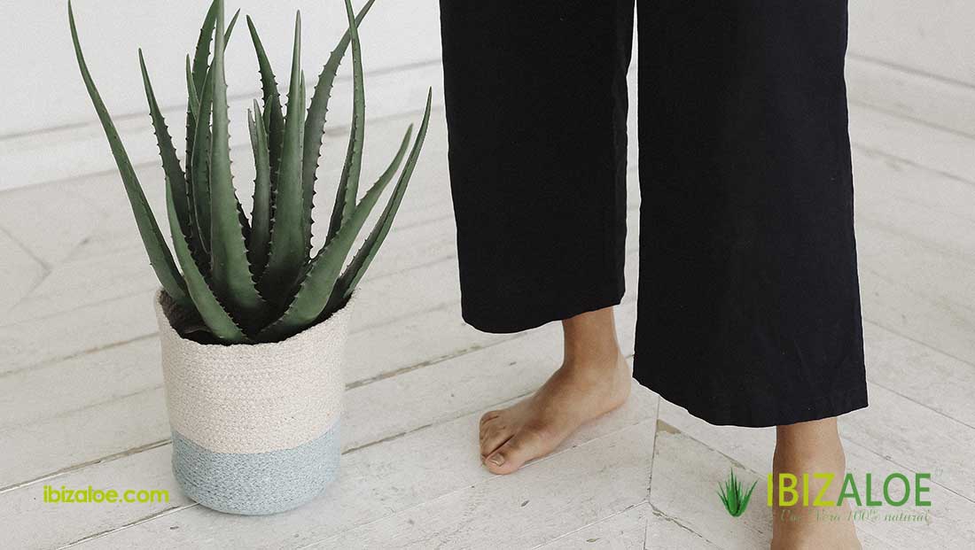 Aloe vera sin espinas