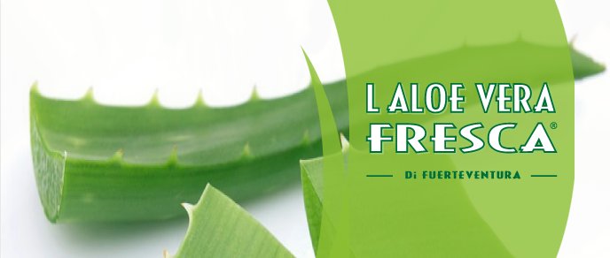 Aloe vera fresca fuerteventura