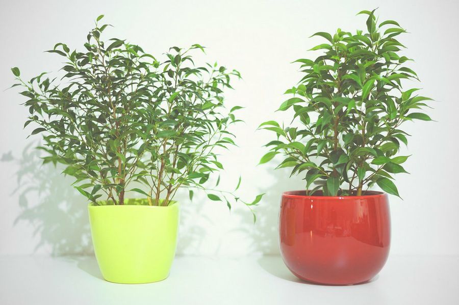 Ficus benjamina no necesita apenas riego