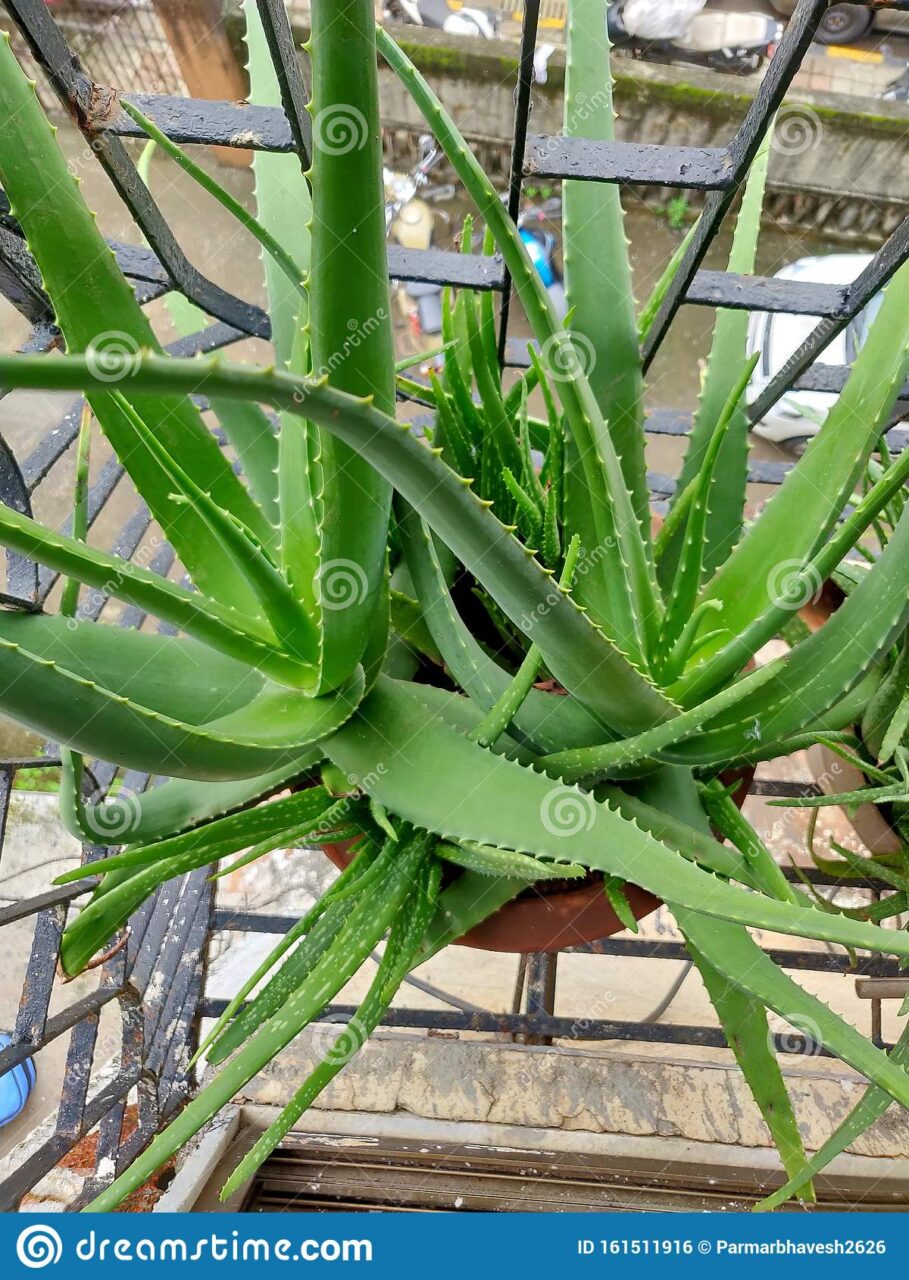 Cuidados de una planta de aloe vera en casa