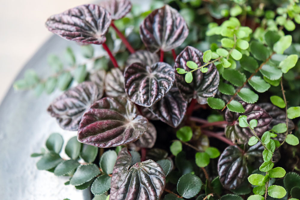 Peperomia caperata ratón