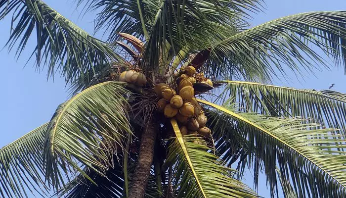 Cuanto tarda un cocotero en dar cocos