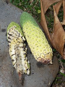 Costilla de adan fruto