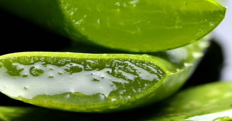 Aloe vera para hongos en las uñas delos pies